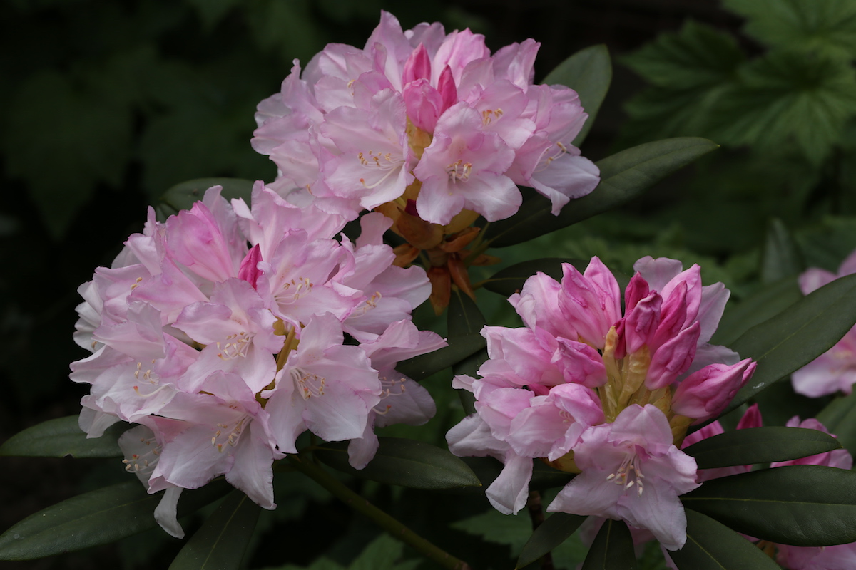 Westonbirt hybrid